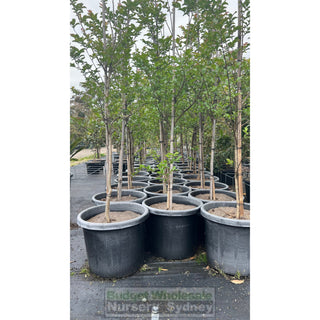 Lagerstroemia Indica 500Mm Pots / 75L Crepe Myrtle