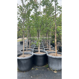 Lagerstroemia Indica 500Mm Pots / 75L Crepe Myrtle