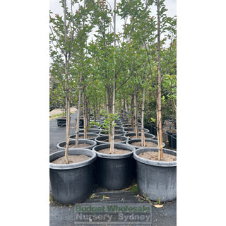 Lagerstroemia Indica 500Mm Pots / 75L Crepe Myrtle