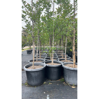 Lagerstroemia Indica 500Mm Pots / 75L Crepe Myrtle