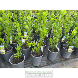 Laurus Nobilis Bay Tree 200Mm Default Type