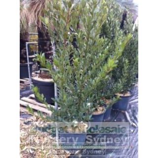 Laurus Nobilis Bay Tree Large 30Lt Pots Default Type