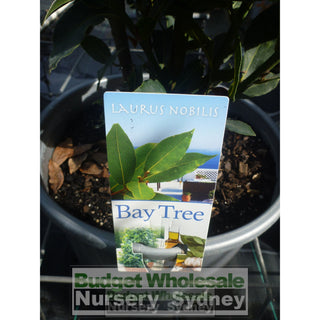 Laurus Nobilis Bay Tree Large 30Lt Pots Default Type