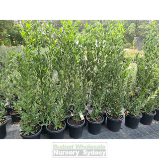 Laurus nobilis Bay Tree Large 300mm Pots Default type