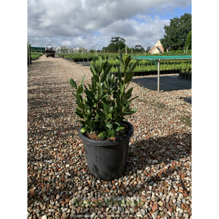 Laurus Nobilis Bay Tree Large 300Mm Pots Default Type