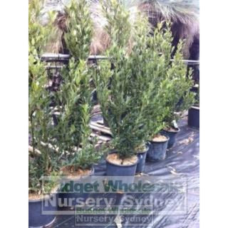 Laurus Nobilis Bay Tree Large 30Lt Pots Default Type