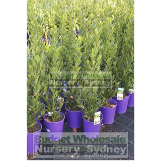 Laurus Nobilis Bay Tree Medium 250Mm Pot Default Type