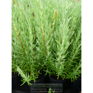 Lavender Avonview 140Mm Pot. Plants
