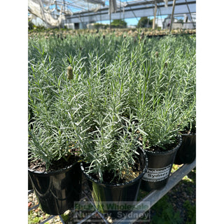 Lavender Avonview 140Mm Pot. Plants