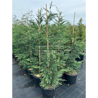 Leighton’s Green Conifer Extra Large 400Mm Pot / 45L Bag Plants
