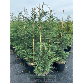 Leighton’s Green Conifer Extra Large 400Mm Pot / 45L Bag Plants
