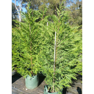 Leightons Green Conifer Extra Large 45L Bag Plants