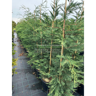 Leighton’s Green Conifer Extra Large 400Mm Pot / 45L Bag Plants