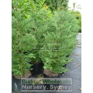 Leightons Green Conifer Extra Large 45L Bag Plants
