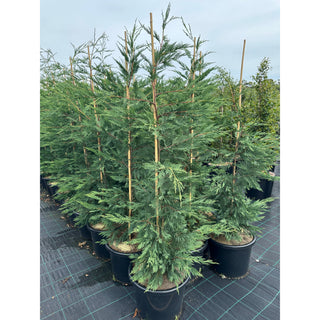 Leighton’s Green Conifer Extra Large 400Mm Pot / 45L Bag Plants