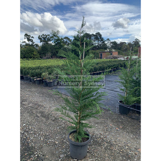 Leightons Green Conifer Large 25L Bag Plants