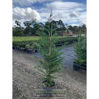 Leightons Green Conifer Large 25L Bag Plants