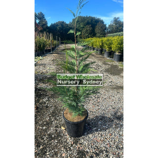 Leighton’s Green Conifer Large 25L Bag / 300Mm Pot Plants
