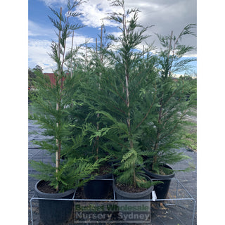 Leightons Green Conifer Large 25L Bag Plants