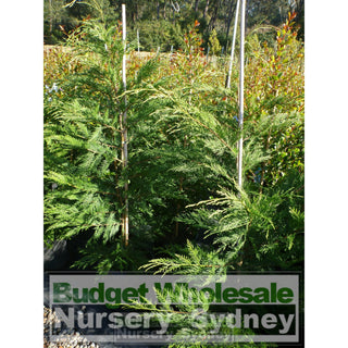 Leightons Green Conifer Large 25L Bag Plants