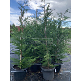 Leightons Green Conifer Large 25L Bag Plants