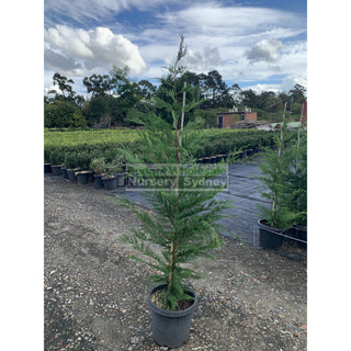 Leightons Green Conifer Large 25L Bag Plants