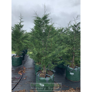 Leightons Green Conifer Super Large 150L Bag Plants
