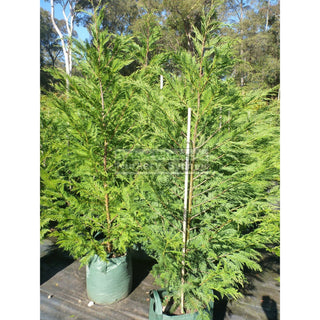 Leightons Green Conifer Super Large 150L Bag Plants