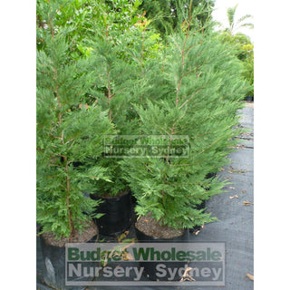 Leightons Green Conifer Super Large 150L Bag Plants
