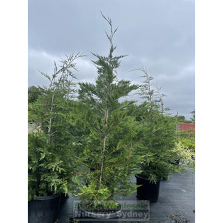 Leightons Green Conifer Xxlarge 75L Bag / 500Mm Pot Plants