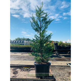 Leightons Green Conifer Xxlarge 75L Bag / 500Mm Pot Plants