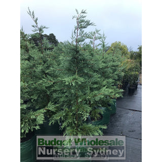 Leightons Green Conifer Xxlarge 75L Bag Plants
