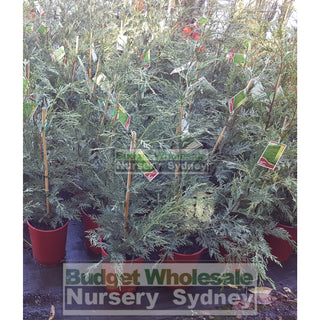 Leightons Green Small Conifer 200Mm Pots Plants