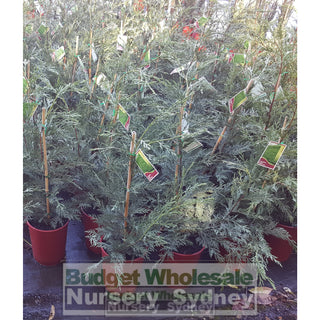 Leightons Green Small Conifer 200Mm Pots Plants