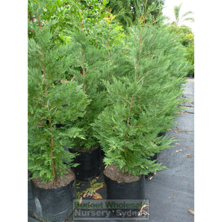 Leightons Green Small Conifer 200Mm Pots Plants