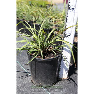 Lemon Grass 140Mm Pot Lemongrass Barbed Wire Silky Heads Citronella Cha De Dartigalongue Fever