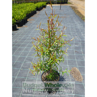 Lemon Scented Tea Tree Leptospermum Petersonii 200Mm Pot Plants