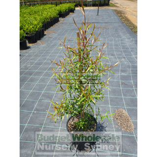 Lemon Scented Tea Tree Leptospermum Petersonii 200Mm Pot Plants