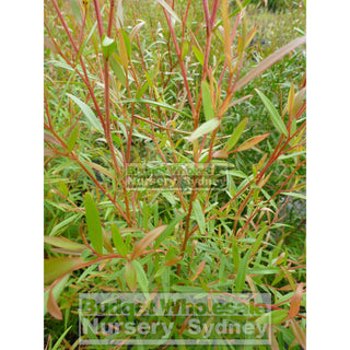 Lemon Scented Tea Tree Leptospermum Petersonii 200Mm Pot Plants