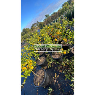 Lemon Tree Cv Lisbon Xlarge 400Mm Pot 45L Bag Default Type