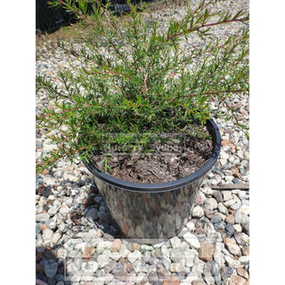 Leptospermum Pink Cascade Tea Tree 200Mm Pot Plants