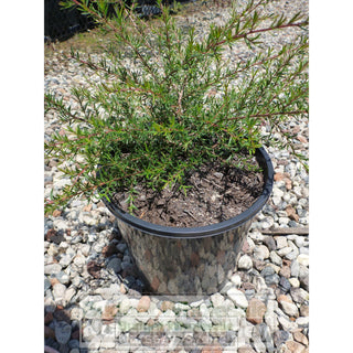 Leptospermum Pink Cascade Tea Tree 200Mm Pot Plants