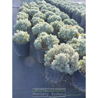 Leucophyta Brownii Silver Nugget 140Mm Pots Default Type