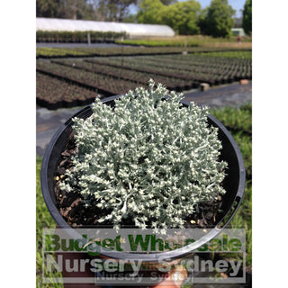 Leucophyta Brownii Silver Nugget 140Mm Pots Default Type