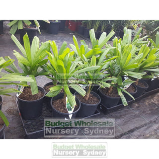 Licuala Ramsayi (Australian Fan Palm) 200Mm Default Type