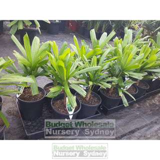 Licuala Ramsayi (Australian Fan Palm) 200Mm Default Type