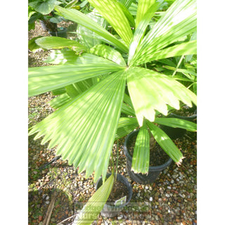 Licuala Ramsayi (Australian Fan Palm) 200Mm Default Type