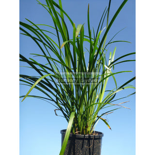 Liriope Evergreen Giant 140Mm Pot Plants