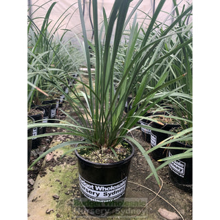 Liriope Evergreen Giant 140Mm Pot Plants