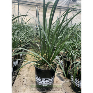 Liriope Evergreen Giant 140Mm Pot Plants